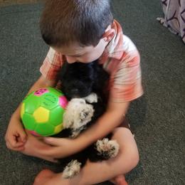 Portuguese Water Dog Puppies from Prized Family Porties
