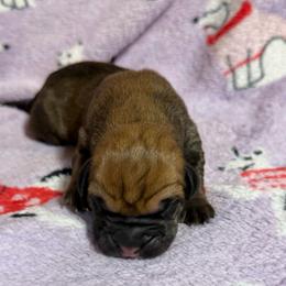 Fawn no collar - Fawn male Cane Corso puppy in Paris, Texas from Knucklehead Cane Corso