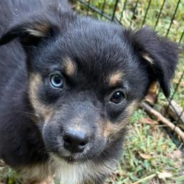 Marvel - Black tri male Miniature Australian Shepherd puppy in Patterson, North Carolina from DreamLine Aussies