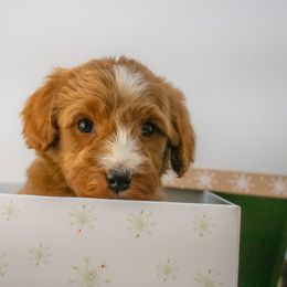 Sage Brown Boy - Red  male Goldendoodle puppy in Lafayette, Alabama from Sweethaven Kennels