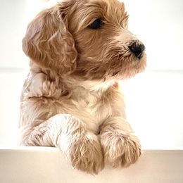 Goldendoodle Puppies from Hilltop Goldendoodles