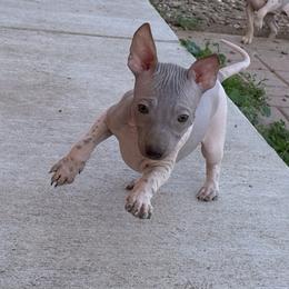 Dr.Pepper - White and chocolate male American Hairless Terrier puppy in Arizona City, Arizona from Gaus Hof