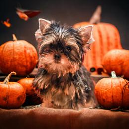 Yorkshire Terrier Puppies from Essence of Grace Yorkies