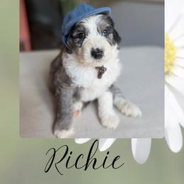 Richie - Blue merle male Bernedoodle puppy in Gales Ferry, Connecticut from Schweers Goldens and Doodles