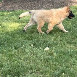 Belgian Tervuren Puppies from Hidden Gems Belgian Tervuren
