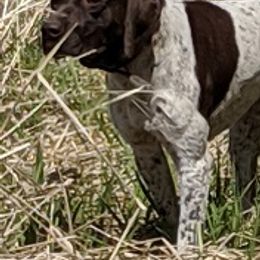 German Shorthaired Pointers from Shining Star GSP's
