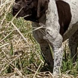 German Shorthaired Pointers from Shining Star GSP's