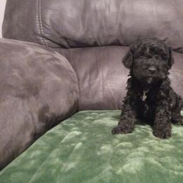 Cavalier King Charles Spaniel, Cavapoo, Havanese, Poodle, Yorkipoo, and Yorkshire Terrier Puppies from Ashley Nicole Ranch