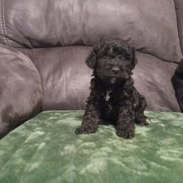 Cavalier King Charles Spaniel, Cavapoo, Havanese, Poodle, Yorkipoo, and Yorkshire Terrier Puppies from Ashley Nicole Ranch