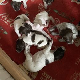 German Shorthaired Pointer Puppies from Windtanzer Farm