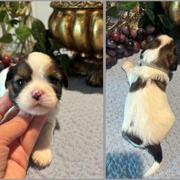 Duke - Black gold and white male Cavatzu puppy in Oklahoma from Rocky Oak Cavaliers & Biewer Terriers LLC