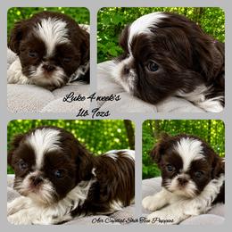 Luke - Liver and white male Shih Tzu puppy in Maize, Kansas from Air Capital Shih Tzu Puppies