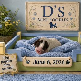 Boy 1 - Parti male Poodle puppy in Pawtucket, Rhode Island from Ds_minidoodles