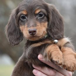 Reece - Chocolate and tan male Dachshund puppy in Hebron, Indiana from MCS Dachshunds
