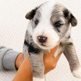 Hazel - Blue merle female Aussiedoodle puppy in Seguin, Texas from Navarro Royal Pups