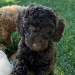 Roscoe - Chocolate male Labradoodle puppy in Lancaster, California from Mini Doodles
