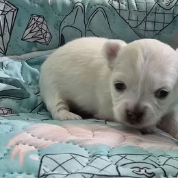 Princess - Fawn and white female Chihuahua puppy in Amity, Pennsylvania from Baxters Chihuahuas