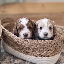 Cavapoo and Dachshund Puppies from Barnyard Dachshunds, Dals & Doodles