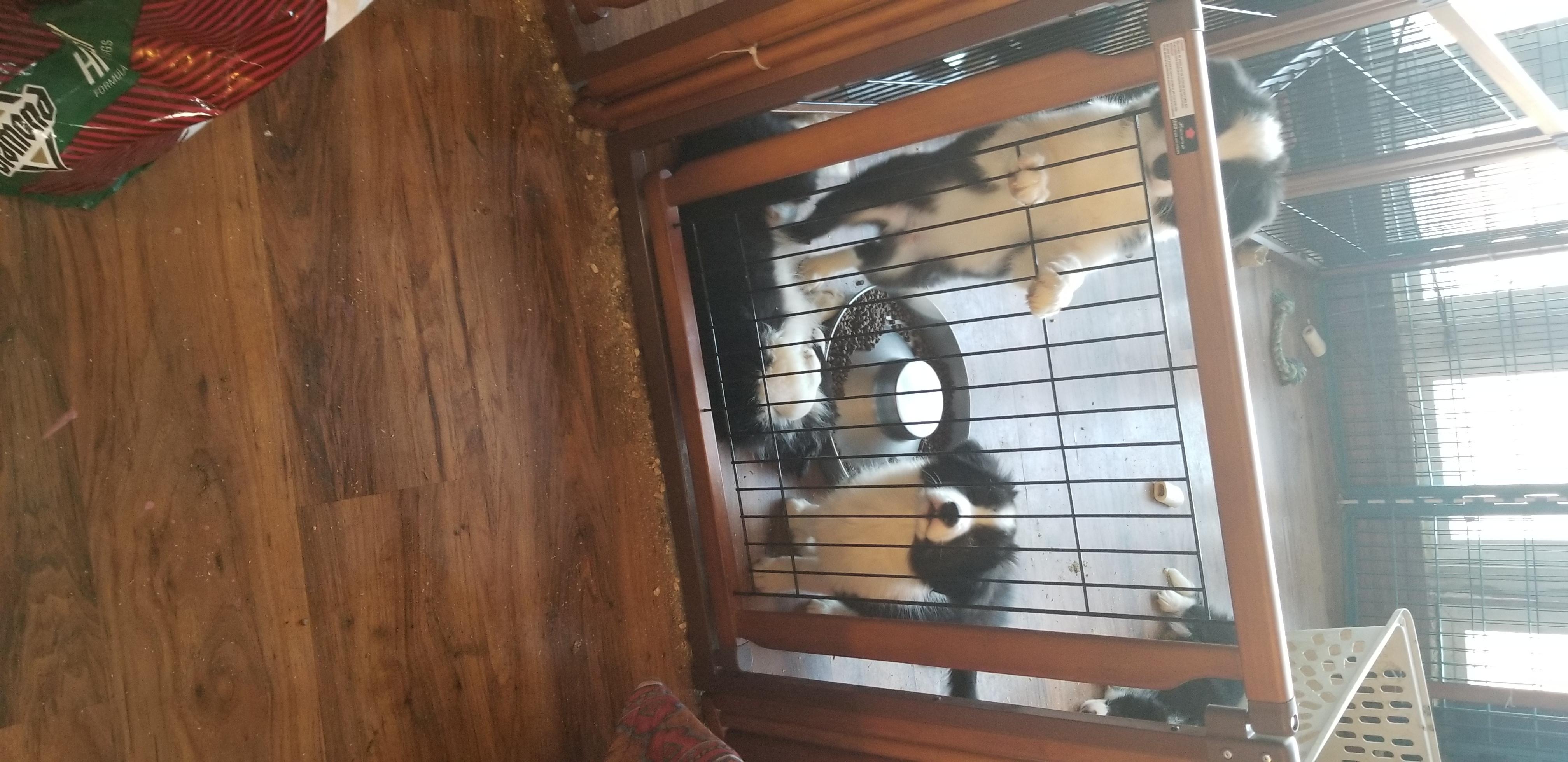 Border Collie Puppies from Luna border collies