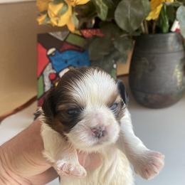 Girl 2 - Liver and white female Shih Tzu puppy in Troy, Michigan from "Shihtzu Best Friend"