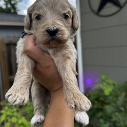 Girl 5 purple collar - Apricot female Goldendoodle puppy in Schertz, Texas from Kat's Teddydoodles
