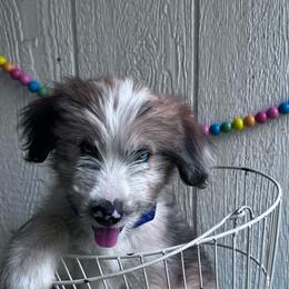 Mikey - Red male Companion Cross puppy in Smallett, Missouri from Leshas Whoodles