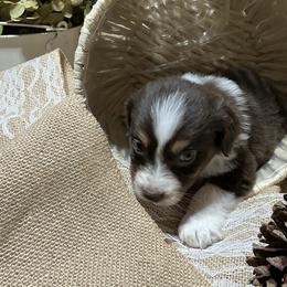 Jovie - Red tri-color female Australian Shepherd puppy in Butler, Georgia from Aussies at Howling Hill Farm