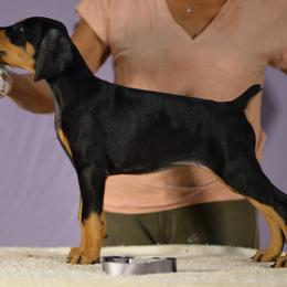 Grey collar girl - Black and rust female Doberman Pinscher puppy in Santa Clarita, California from Riviera Dobermans