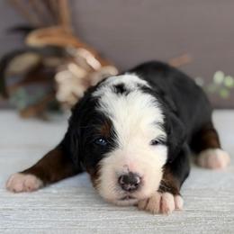 Bagel - Tri-color female Bernedoodle puppy in El Campo, Texas from Little Fur Friends Bernedoodles