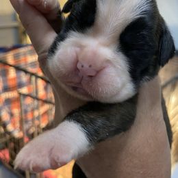 Boxer Puppies from Furevermore Boxers