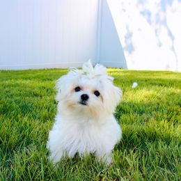 Rhodes - White and tan male Maltese puppy in Morehead, Kentucky from Paw Perfect Pets