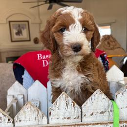 Shyanne - Red  female Goldendoodle puppy in Chino Valley, Arizona from Bass Creek Doodles