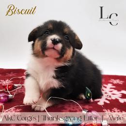 Biscuit - Black and tan male Pembroke Welsh Corgi puppy in Pine Village, Indiana from NL Horsemanship