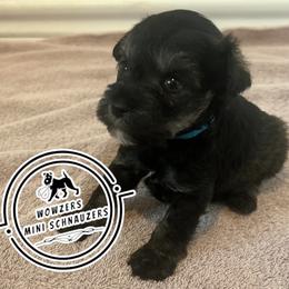 Blue Collar - Salt and pepper male Miniature Schnauzer puppy in Conroe, Texas from Wowzers Mini Schnauzers