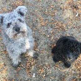 Chinese Shar-Pei and Pumi Puppies from Nixie Kennels
