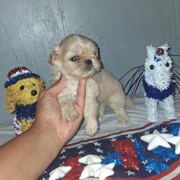 Boy 1 - Cream and white male Shih Tzu puppy in Birmingham, Alabama from K&D kennels