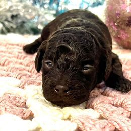 Mocha - Brown female Maltipoo puppy in Hephzibah ( Richmond County ), Georgia from Healing Pawz LLC