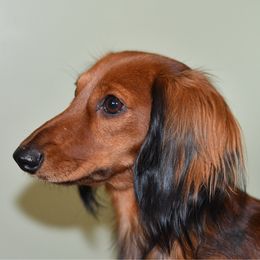 Anne - Dachshund
