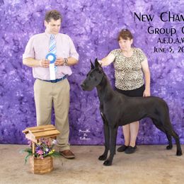 Great Dane Puppies from Dunn Right Ranch