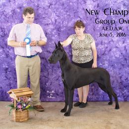 Great Dane Puppies from Dunn Right Ranch