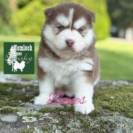 Bones - Red and white female Pomsky puppy in Venus, Pennsylvania from Hemlock Pines Pomsky