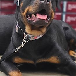 Rottweilers from Amina Rottweilers