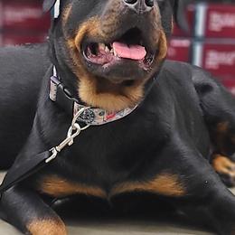 Rottweilers from Amina Rottweilers