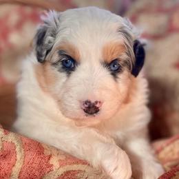Lotty - Blue merle female Australian Shepherd puppy in Martha’s Vineyard, Massachusetts from Cranberry Hill Aussies