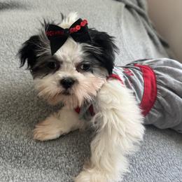 Shih Tzu Puppies from Lil Cuties Shih Tzu Parlor