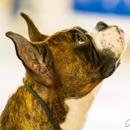Boxers and Cocker Spaniels from Tribute Kennels