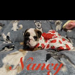 Nancy - Red and white female Bulldog puppy in Nampa, Idaho from Davis Bullies