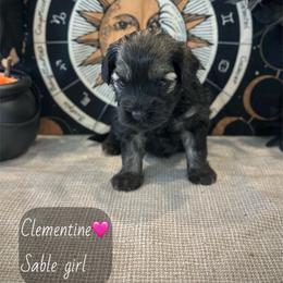 Clementine - Sable female Schnoodle puppy in Placerville, California from Rpuppies