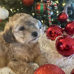 Bernedoodle and Havapoo Puppies from Precious Paws and Purrs