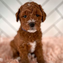 Goldendoodle Puppies from Goldendoodle Utah